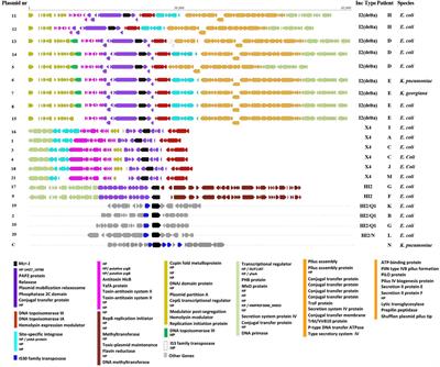 Genetic Analysis of mcr-1-Carrying Plasmids From Gram-Negative Bacteria in a Dutch Tertiary Care Hospital: Evidence for Intrapatient and Interspecies Transmission Events